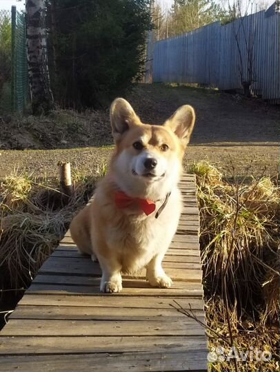 Вязка вельш корги пемброк