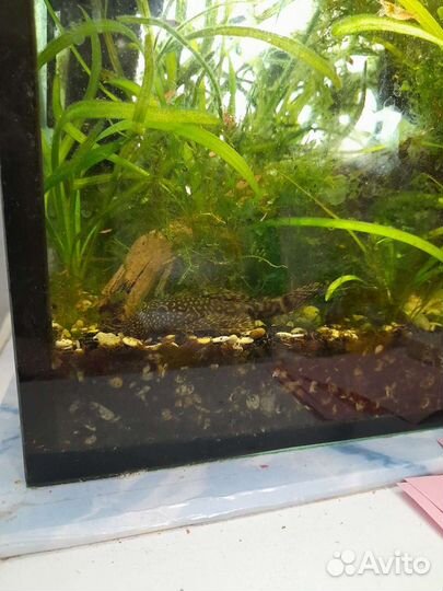 Анциструсы