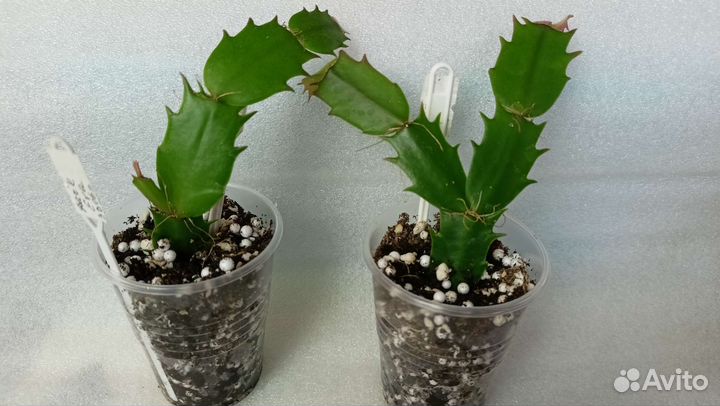 Шлюмбергеры сортовые