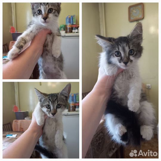 Котята в добрые руки