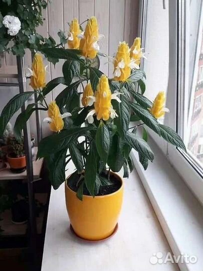 Комнатные растения