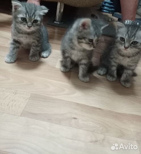 Британские котята