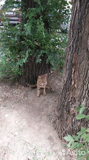 Котик в добрые руки