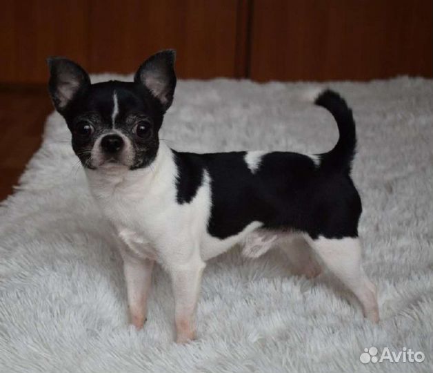 Чихуахуа предлагается для вязок