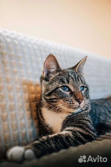 Анечке нужен дом. На передержке