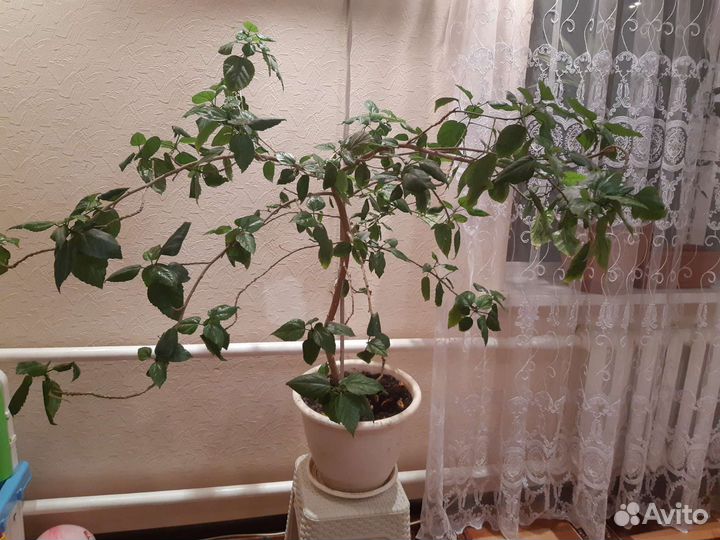 Гибискус китайская роза