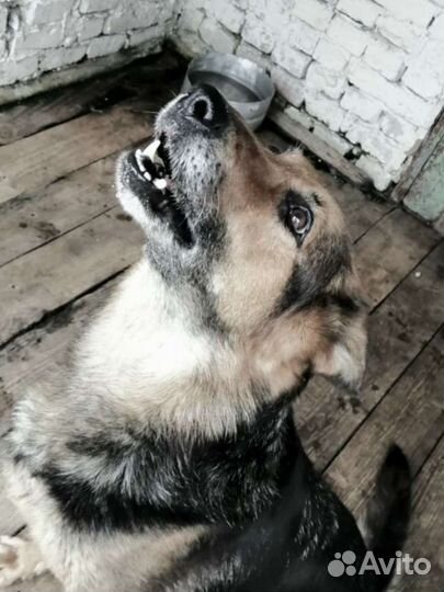 Немецкая овчарка