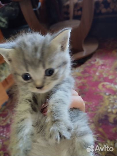 Отдам котят добрые руки