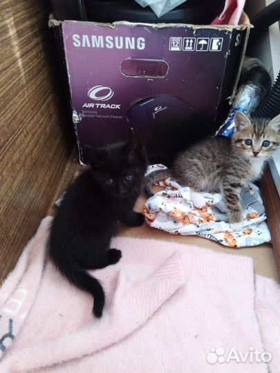 Котёнок девочка в добрые руки