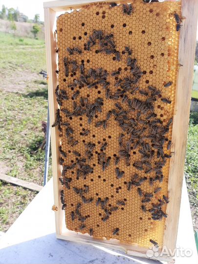 Мёд высокого качества