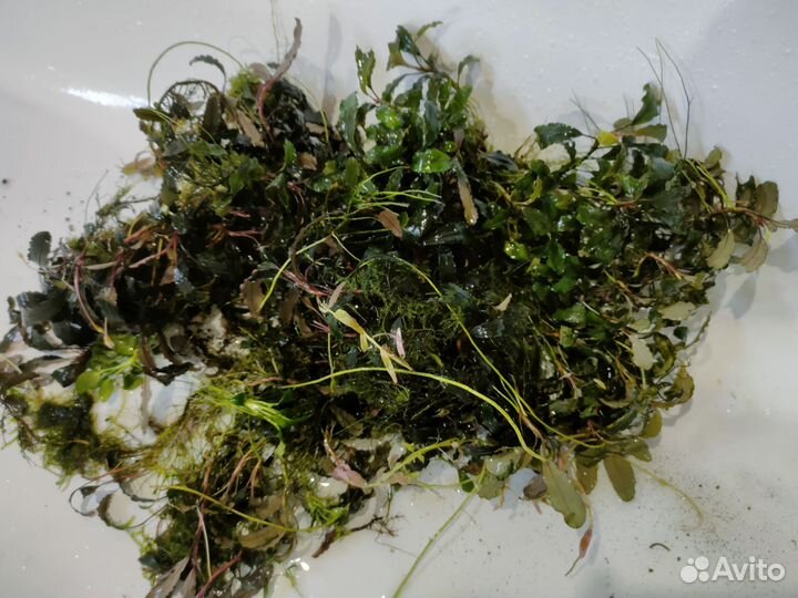 Буцефаландры