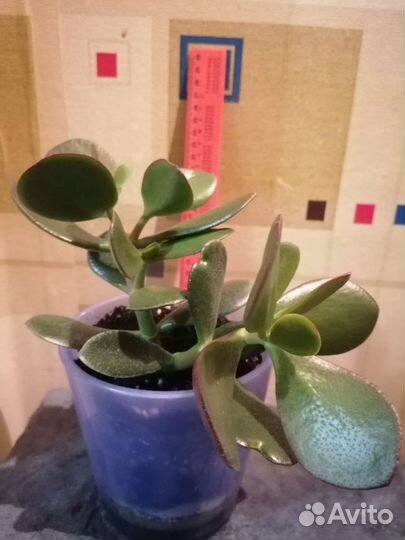 Толстянка Крассула Овата суккулент денежное дерево