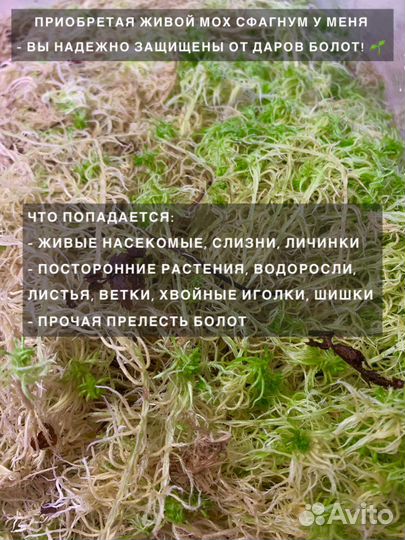 Мох Сфагнум живой