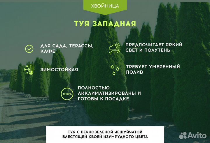 Туи Брабант Экстра качества
