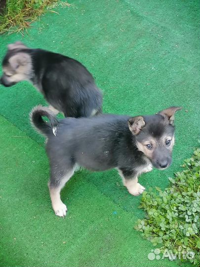 Щенки в добрые руки