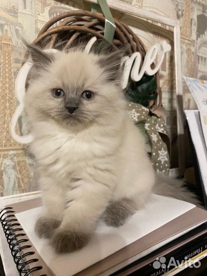 Невская маскарадная