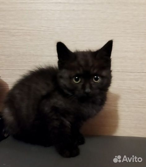 Котики бесплатно