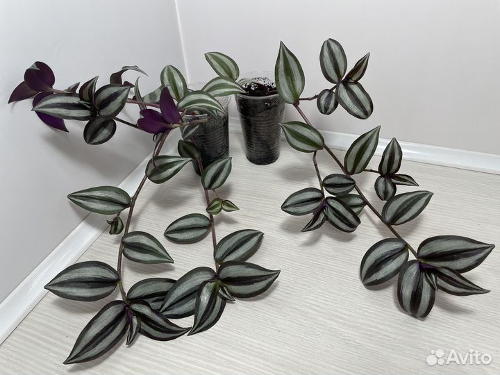 Традесканции разные