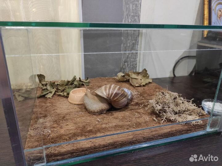 Кокосовый коврик в террариум