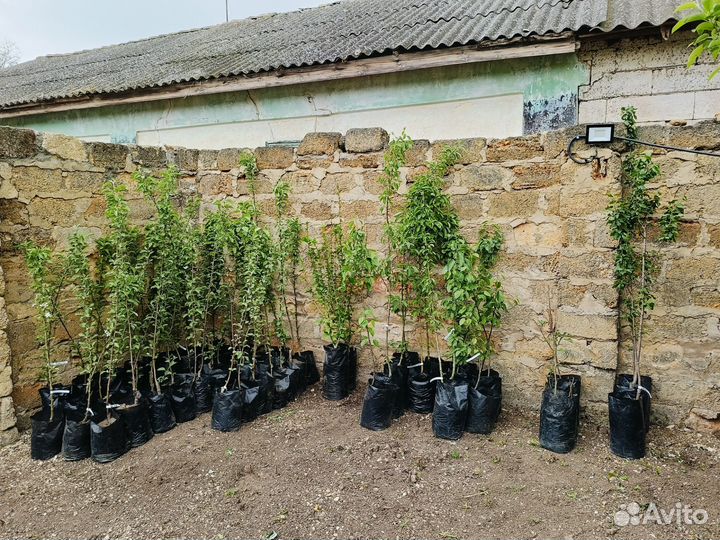 Саженцы плодовых деревьев в контейнере