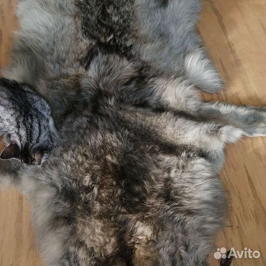 Продам шкуру волка