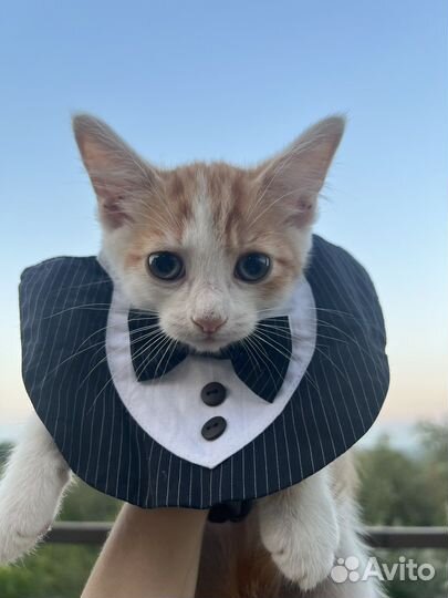 Котятки в добрые руки