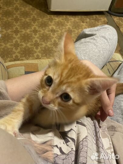 Кошка в дар бесплатно