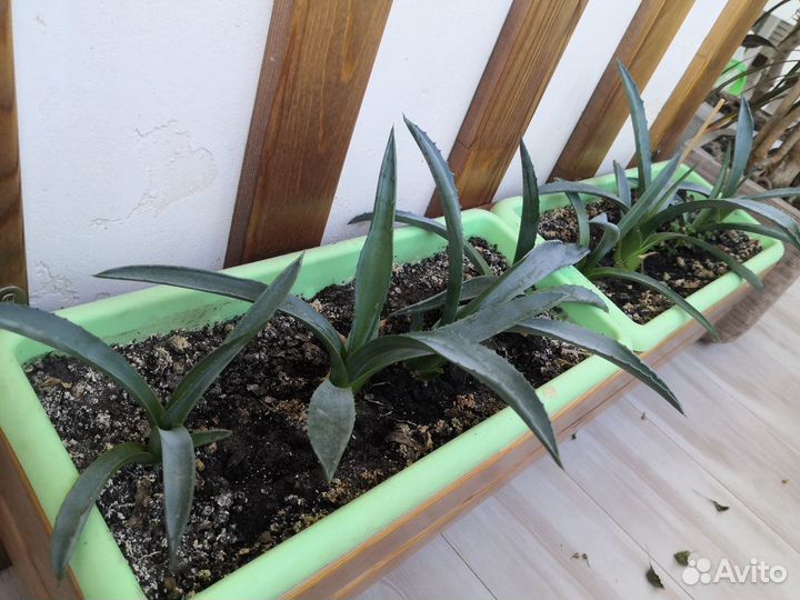 Агава голубая