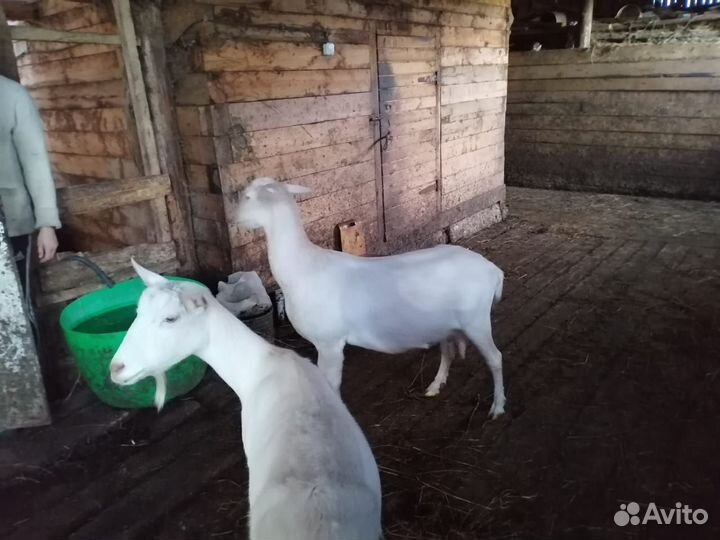 Козы дойная