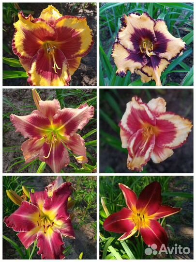 Лилейники сортовые спайдеры и не только почтой