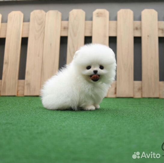 Мишки Бу мини померанский шпиц доставка на дом