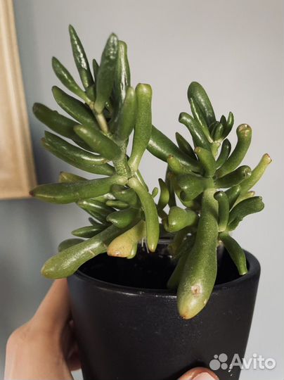 Крассула хоббит