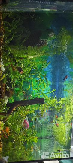 Аквариум с рыбками