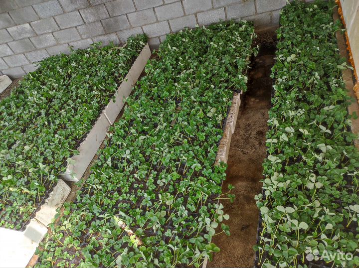 Рассада клубники