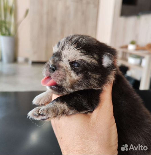 Редкие окрасы медвежата шпицы померанские