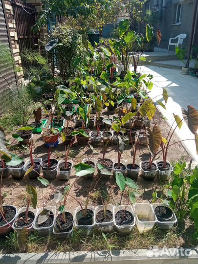 Колоказия Слоновое Ухо опт -розница