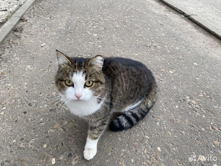 Кошечка в добрые руки