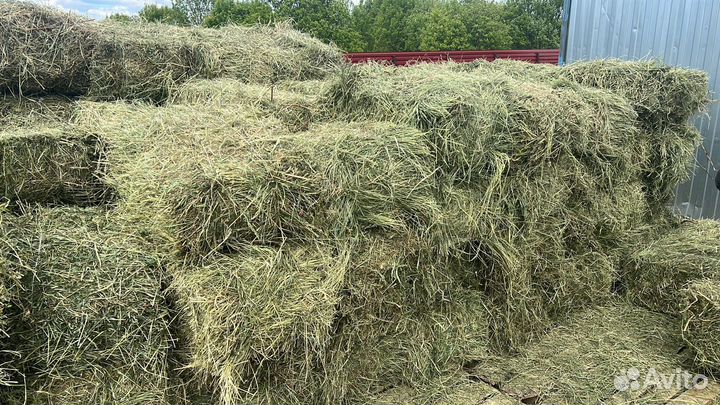Сено 2024 года В наличии