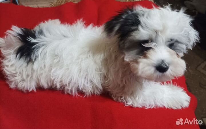 Продается щенок цветной болонки(мальчик)