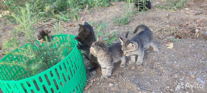 Коты в дар, в добрые руки очень игривые, кушают