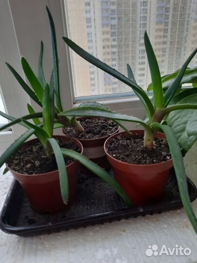 Садовые растения