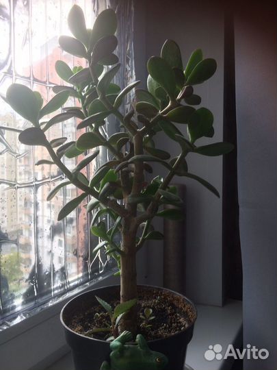 Толстянка денежное дерево