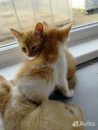 Котята в добрые руки мальчики