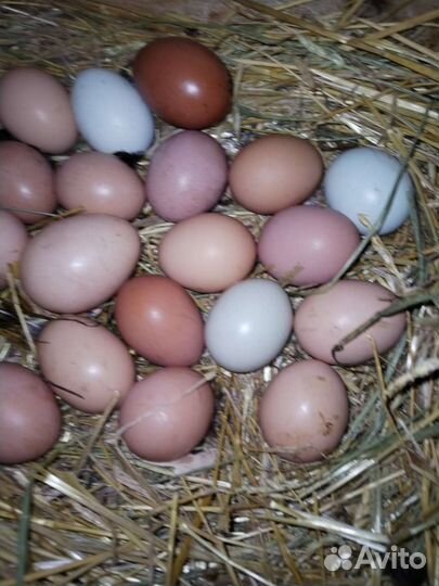 Яйцо куринное от молодок, цветное