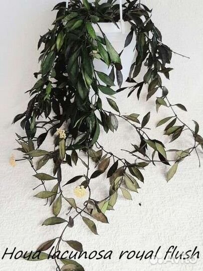 Хойи и дисхидии