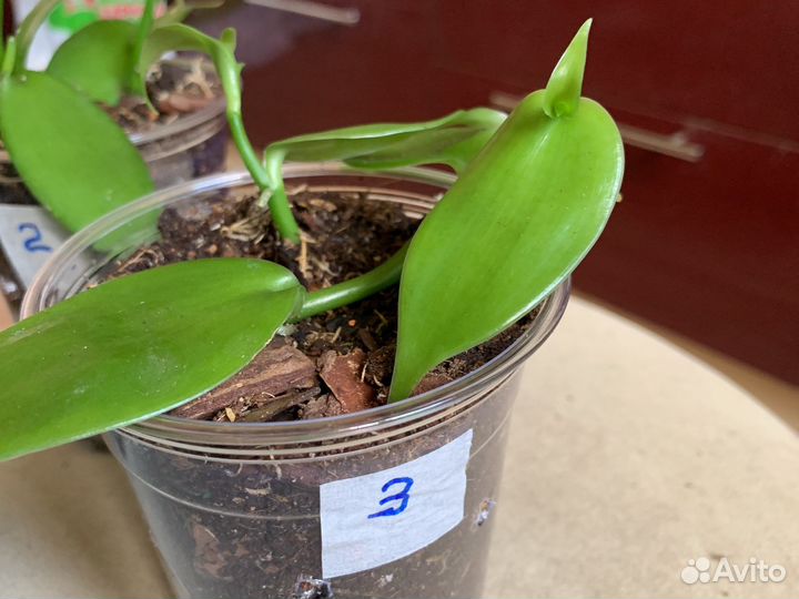 Орхидея Ванила и микросорум