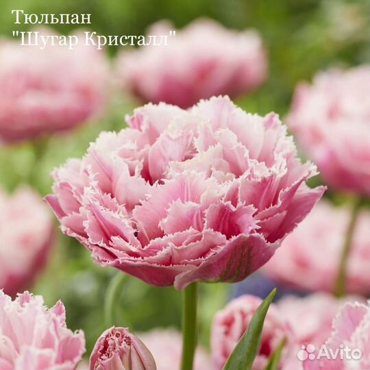 Тюльпан луковицы