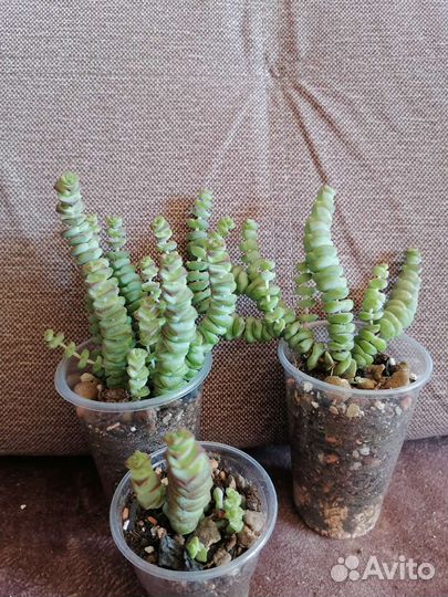 Крассула Марниериана