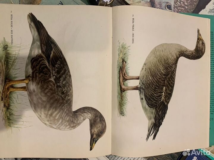 Охотничий каталог раритет. Допы. Коллекционное