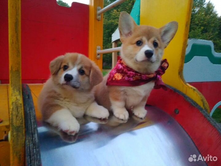 Вельш-корги пемброк